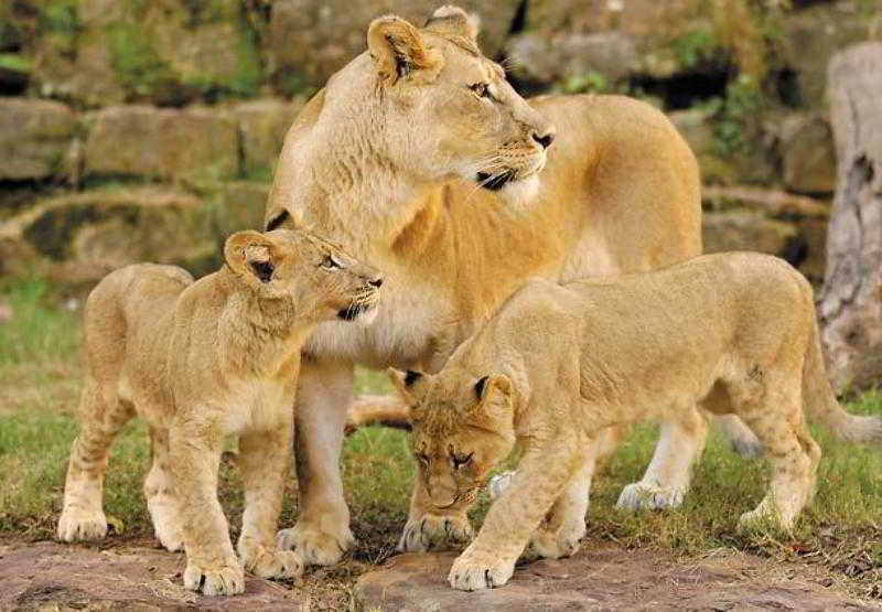 Dallas/fort Worth Marriott Hotel & Golf Club At Champions Circle