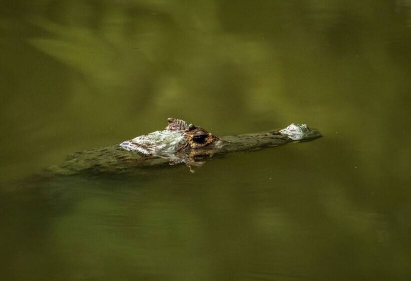 酒店 Summit Rainforest Golf Resort & All Inclusive