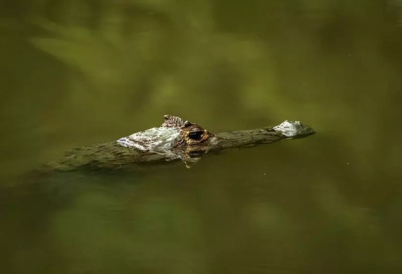 酒店 Summit Rainforest Golf Resort & All Inclusive