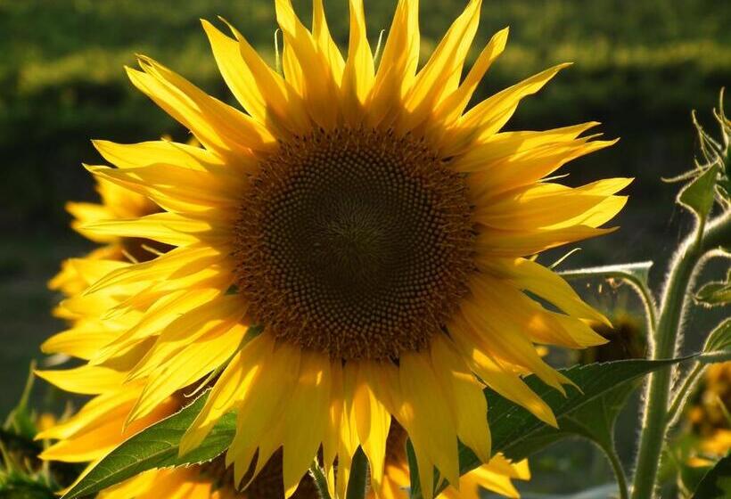 فندق ريفى Marco & Andrea Agriturismo