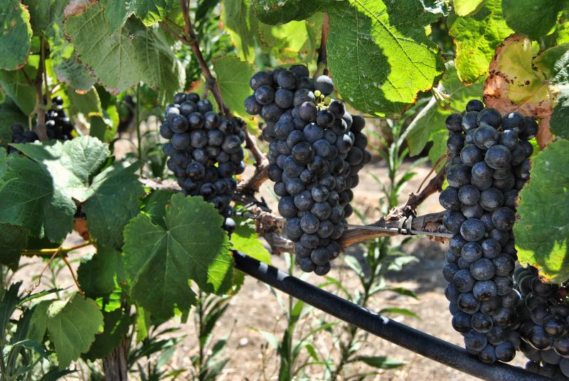 فندق ريفى Rural El Mondalon