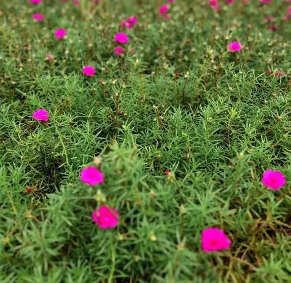 Lotus Desaru Beach Resort