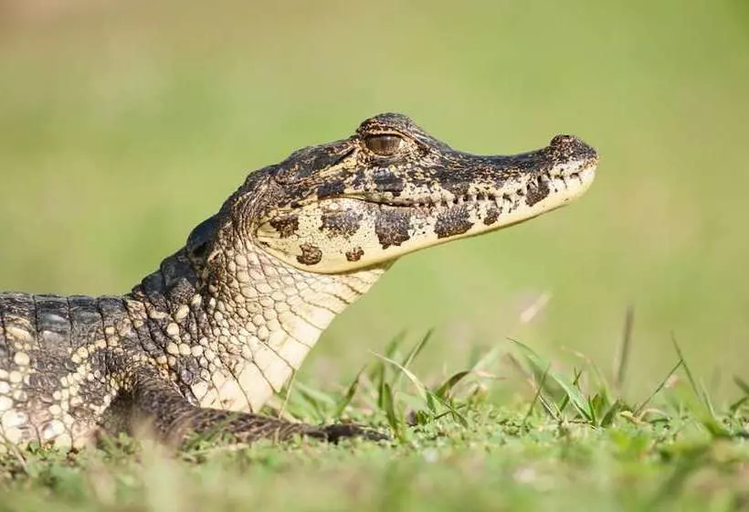 Отель Pousada Araras Pantanal Ecolodge