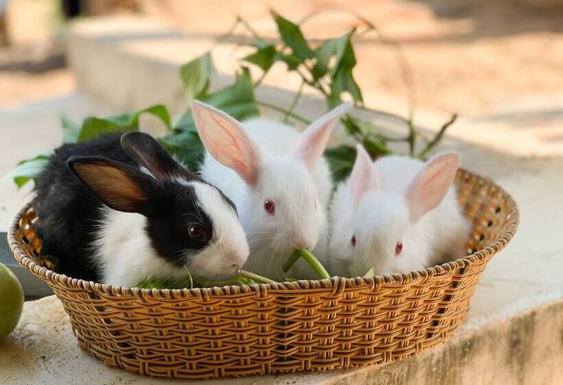 هتل Carmelina Beach Resort