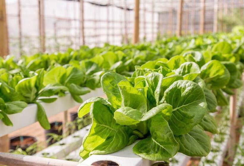 هتل Carmelina Beach Resort