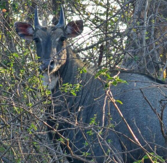 Отель Tranquility