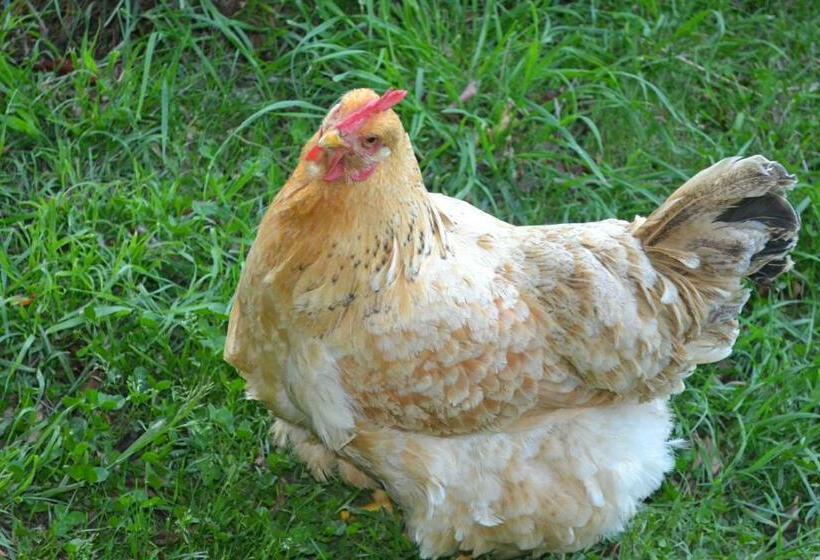 Bed & Breakfast Hospedaje Las Gardenias