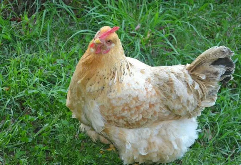 Aamiaismajoitus (B&B) Hospedaje Las Gardenias