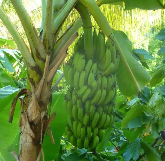 تختخواب و صبحانه Les Jardins De Cousinière
