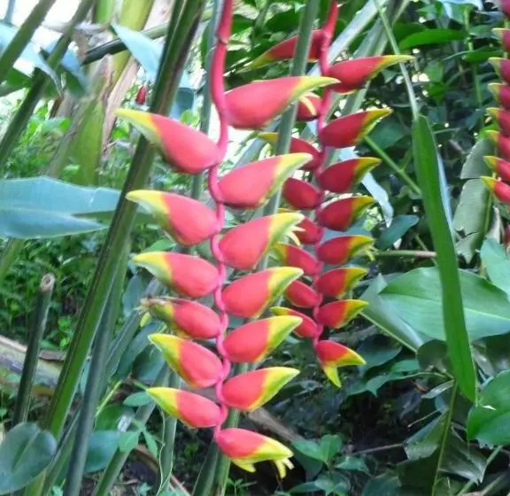 تختخواب و صبحانه Les Jardins De Cousinière