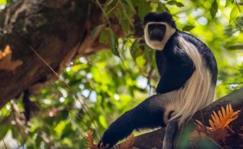 هتل Negash Resort