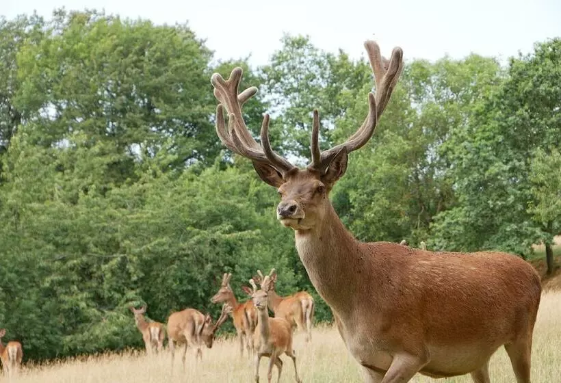 Hotelli Au Domaine Du Cerf