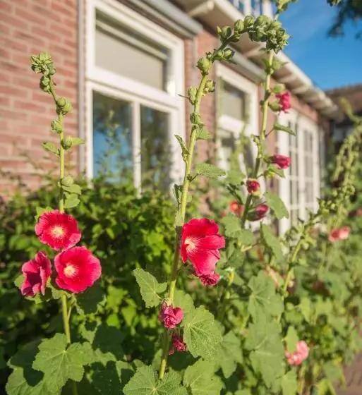 Aamiaismajoitus (B&B) Broeks  Bed En Brood