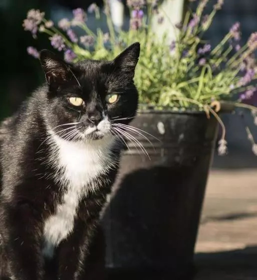 Aamiaismajoitus (B&B) Broeks  Bed En Brood