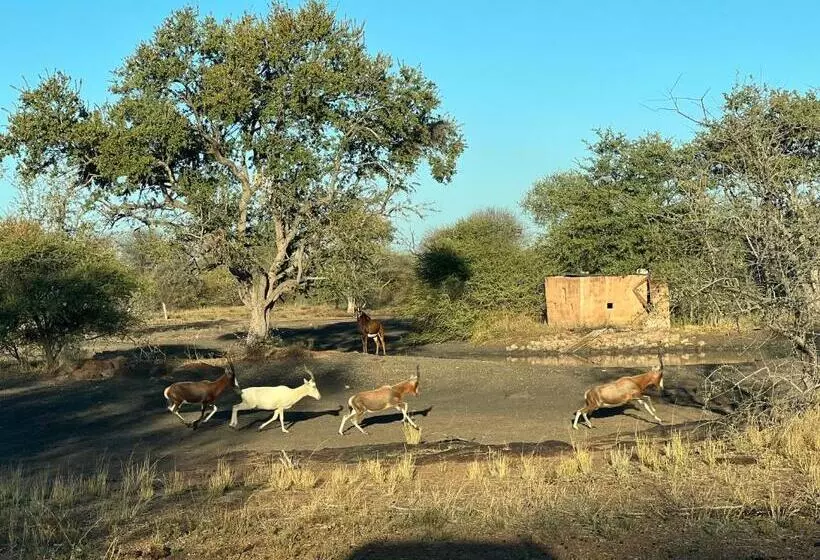 ベッドアンドブレックファースト Simba Safaris African Pride Exotic Lodge