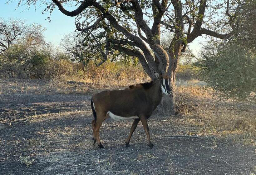 مبيت وإفطار Simba Safaris African Pride Exotic Lodge