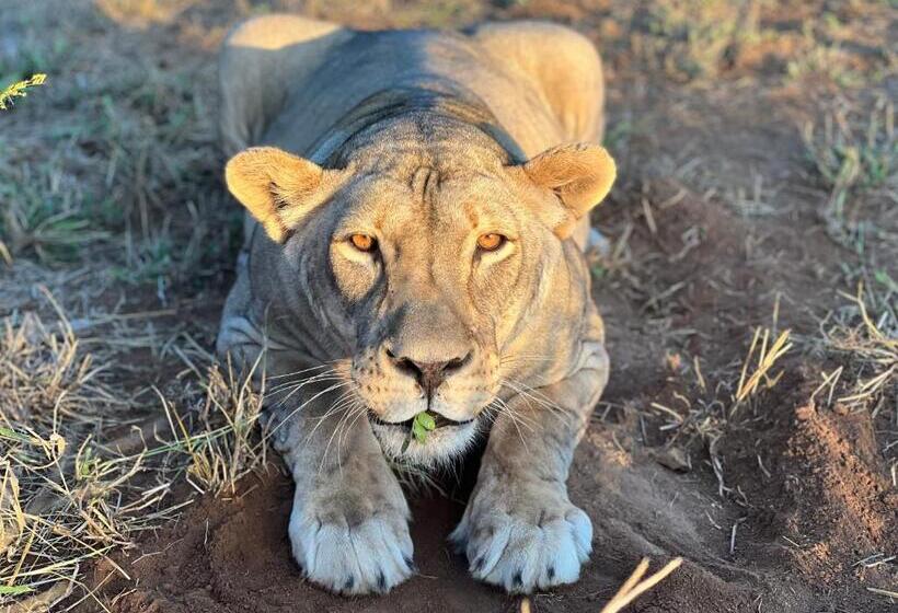 مبيت وإفطار Simba Safaris African Pride Exotic Lodge