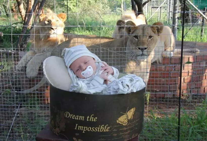 ベッドアンドブレックファースト Simba Safaris African Pride Exotic Lodge