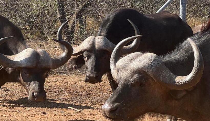 مبيت وإفطار Simba Safaris African Pride Exotic Lodge