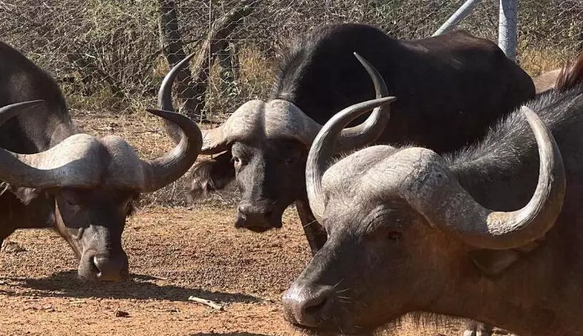 ベッドアンドブレックファースト Simba Safaris African Pride Exotic Lodge