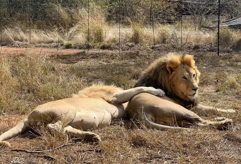 ベッドアンドブレックファースト Simba Safaris African Pride Exotic Lodge