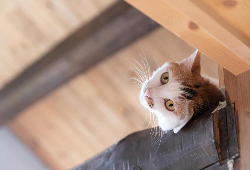 Bed and Breakfast Kizuna Guesthouse