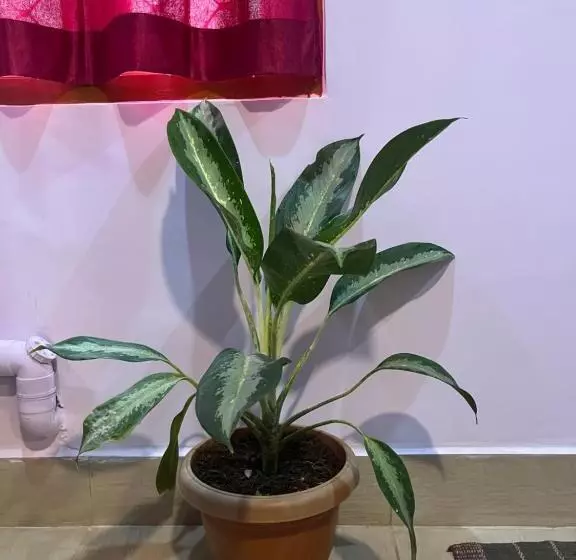 Hotelli Purnima Residency