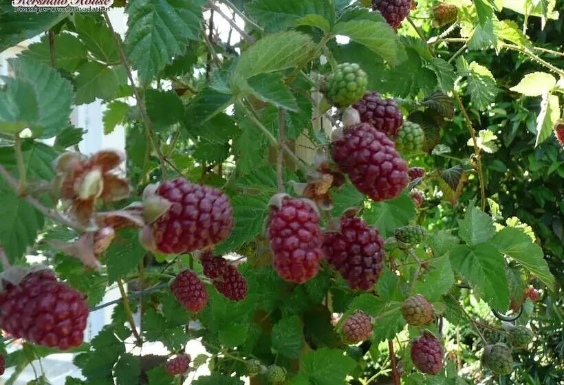 Отель Kershaw House Boutique Accommodation