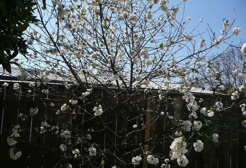 酒店 Kershaw House Boutique Accommodation