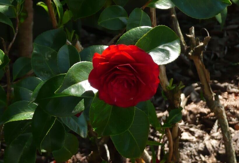 酒店 Kershaw House Boutique Accommodation