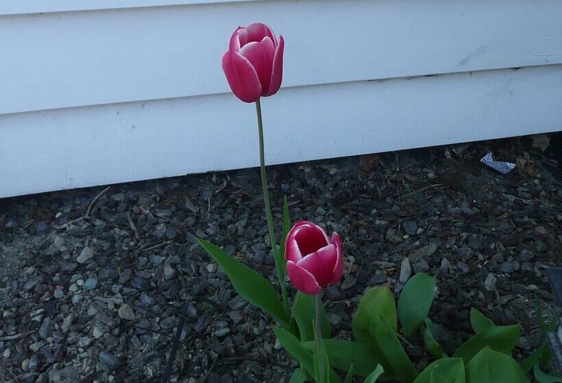 酒店 Kershaw House Boutique Accommodation