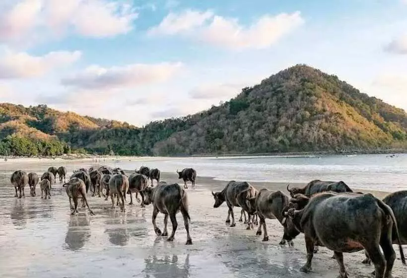 ペンション Zamzam Anjani Villa