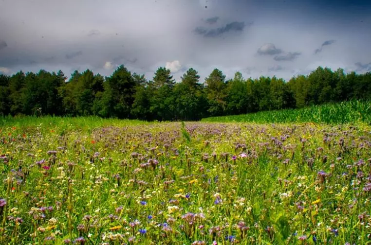 Aamiaismajoitus (B&B) Guesthouse Valkenswaard