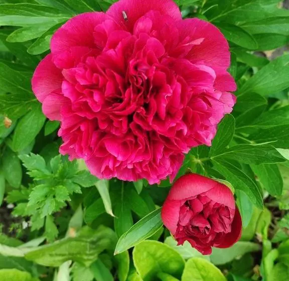 Aamiaismajoitus (B&B) Entre Meuse Et Forêt