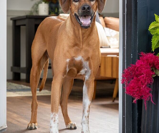 בית מלון כפרי The Alander