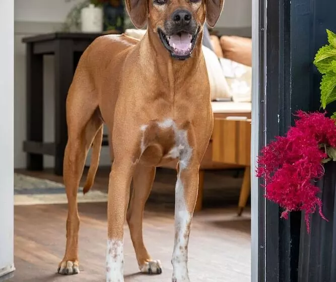 ホテル The Alander