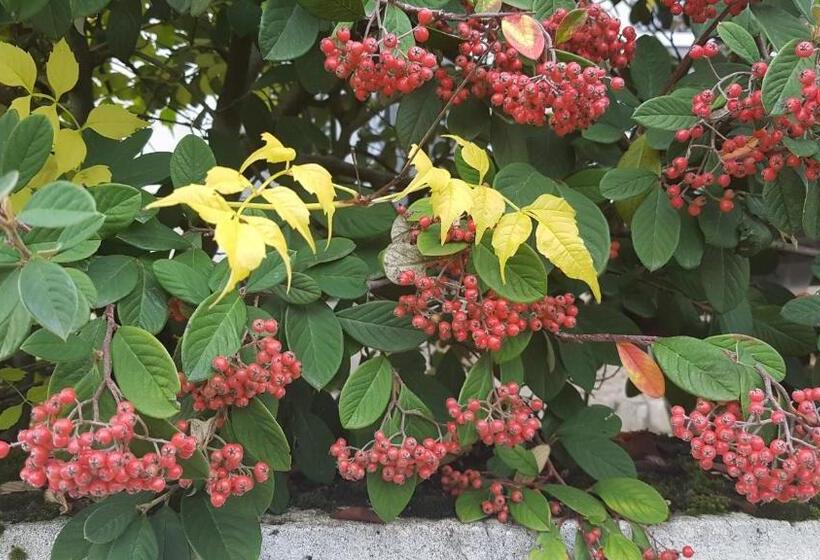 بنسيون Les Sept Tilleuls   Chambres D Hôtes