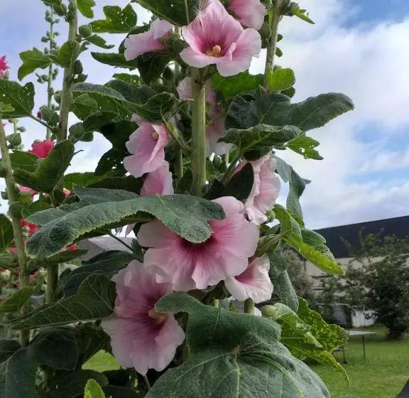 Aamiaismajoitus (B&B) 6bis Rue De La Boussaquiere St Broladre