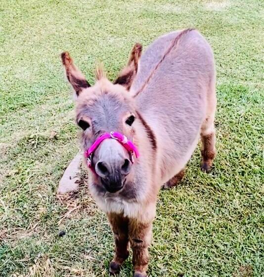 Bed and Breakfast Sandalwood Downs Fabulous Farm Stay Toodyay