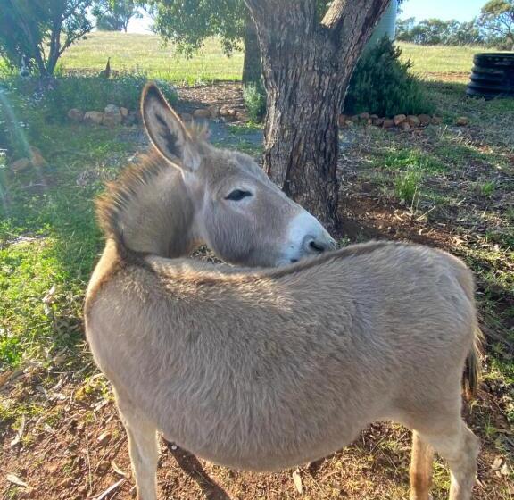 Bed and Breakfast Sandalwood Downs Fabulous Farm Stay Toodyay