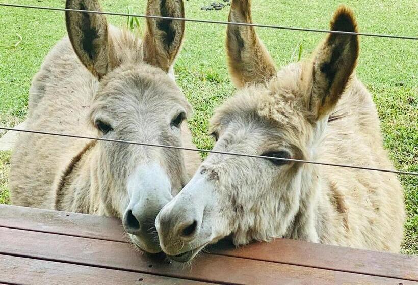 Bed and Breakfast Sandalwood Downs Fabulous Farm Stay Toodyay