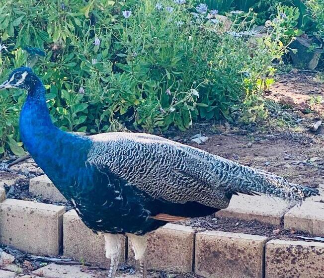 Bed and Breakfast Sandalwood Downs Fabulous Farm Stay Toodyay