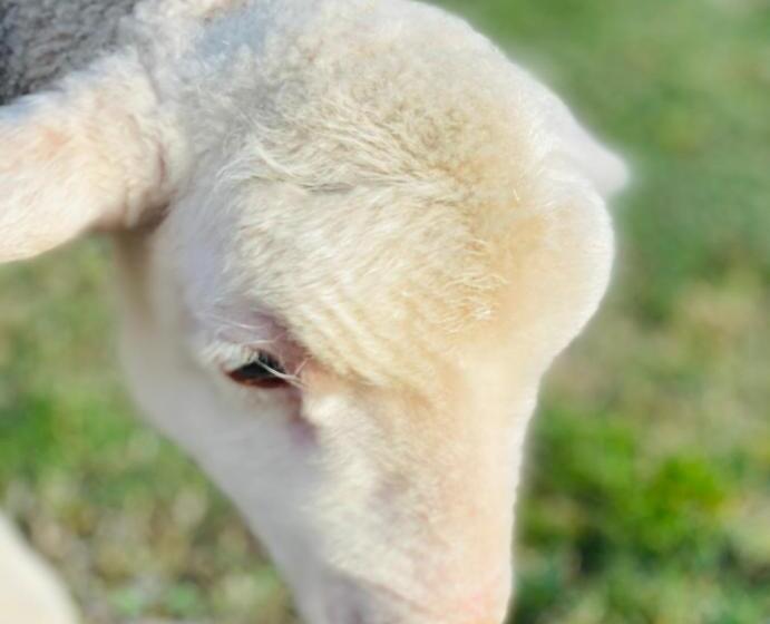 Bed and Breakfast Sandalwood Downs Fabulous Farm Stay Toodyay