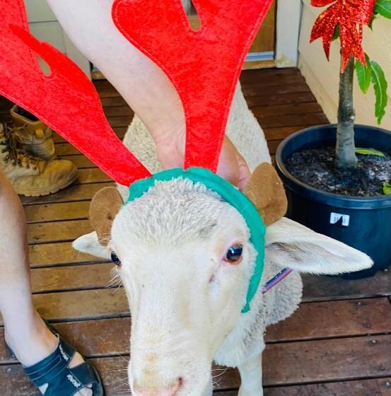 Bed and Breakfast Sandalwood Downs Fabulous Farm Stay Toodyay