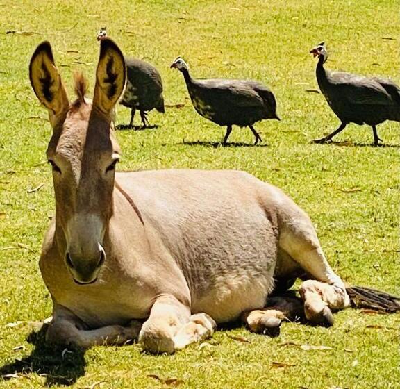 Bed and Breakfast Sandalwood Downs Fabulous Farm Stay Toodyay