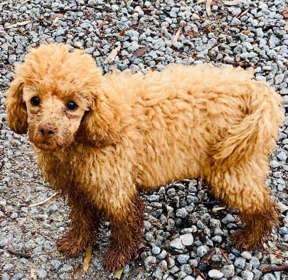 Bed and Breakfast Sandalwood Downs Fabulous Farm Stay Toodyay