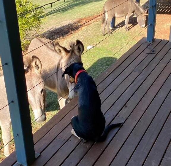 Bed and Breakfast Sandalwood Downs Fabulous Farm Stay Toodyay