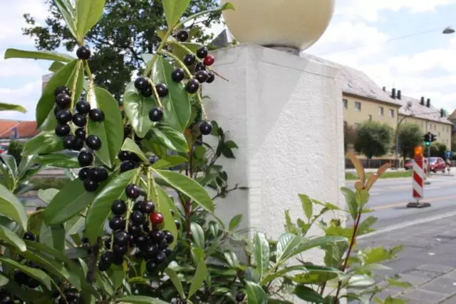 Отель Holmbecks