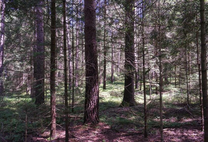 Bed and Breakfast Baumzelt Im Wald