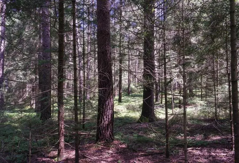 Aamiaismajoitus (B&B) Baumzelt Im Wald